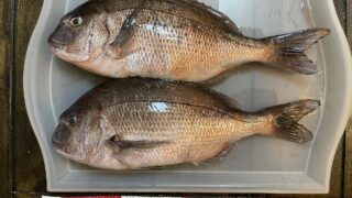 式根鯛平君（養殖真鯛）を食べよう