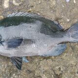 メジナ（クチブトグレ）