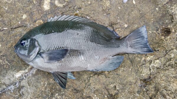 メジナ（クチブトグレ）