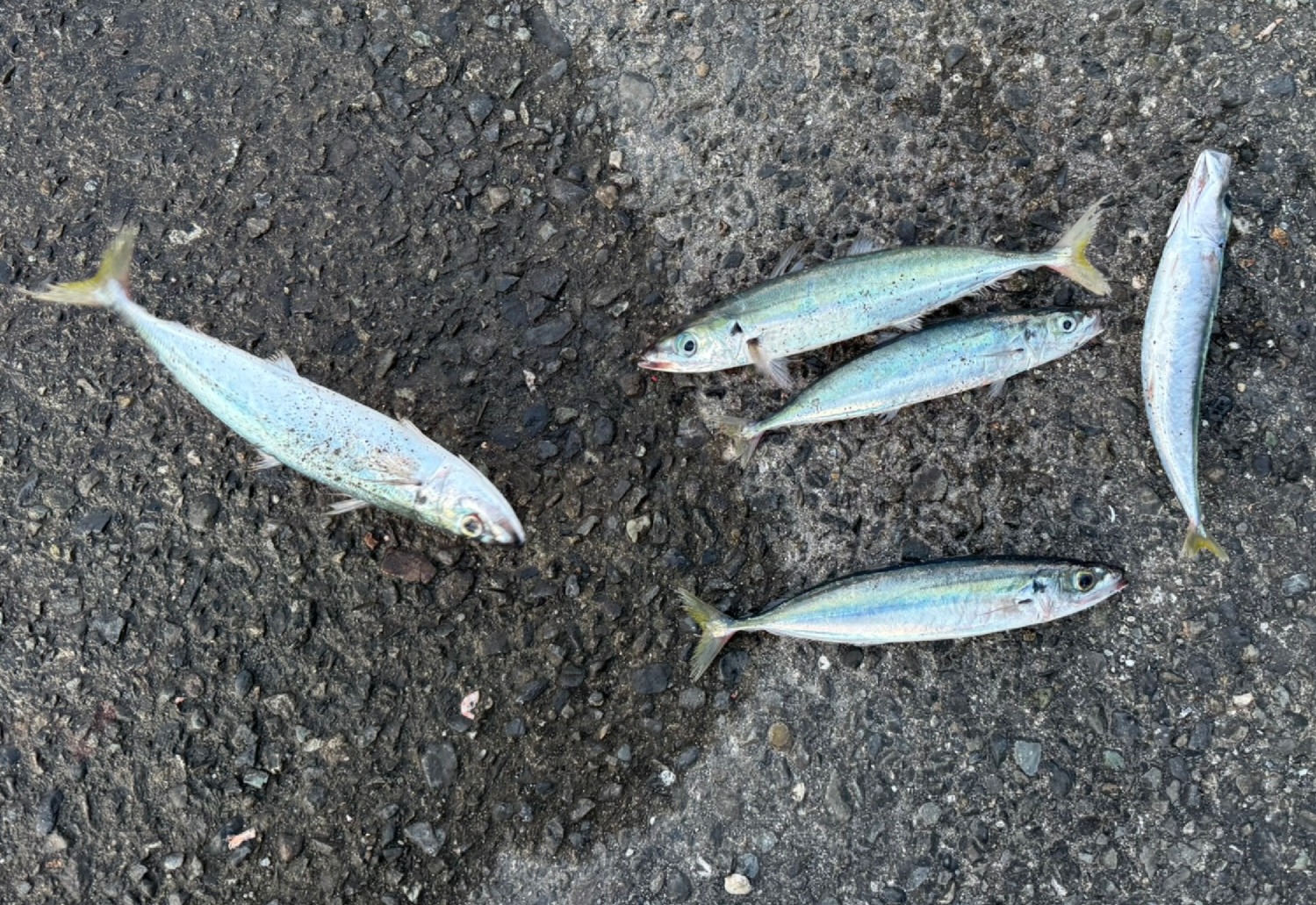 まずムロアジを釣って食べてみよう | ひだぶんMAGAZINE-東京の離島・式根島