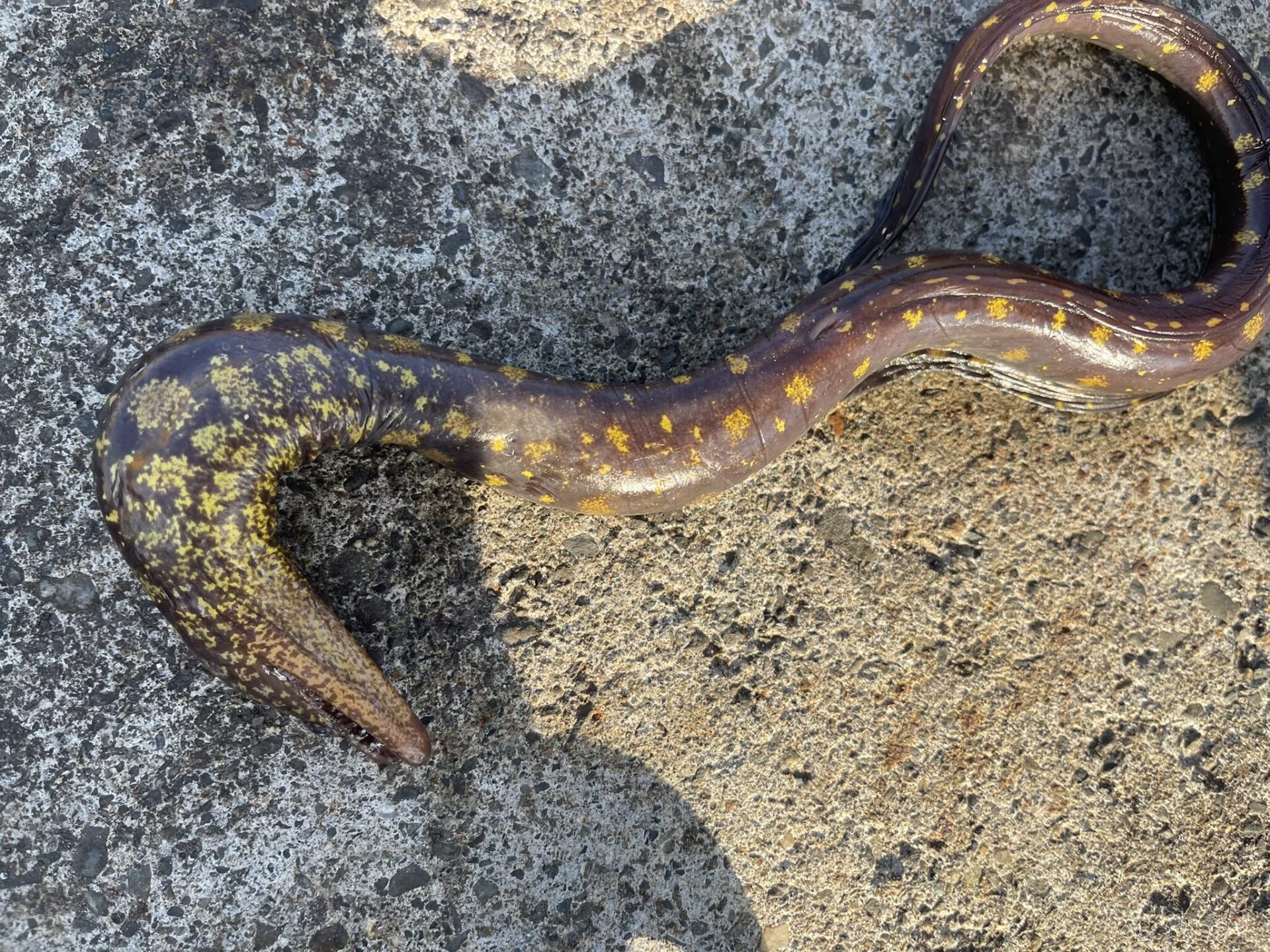 コケウツボ