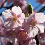 式根島の早春を彩る河津桜