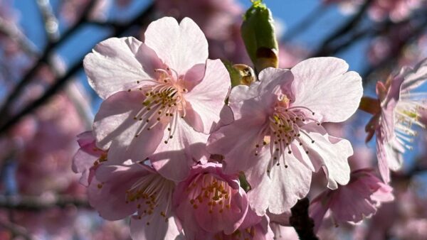 式根島の早春を彩る河津桜