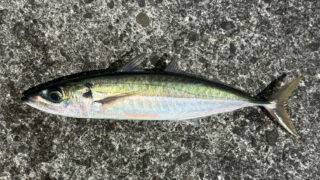 ムロアジ （アカゼ）