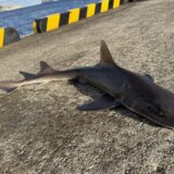 ホシザメ
