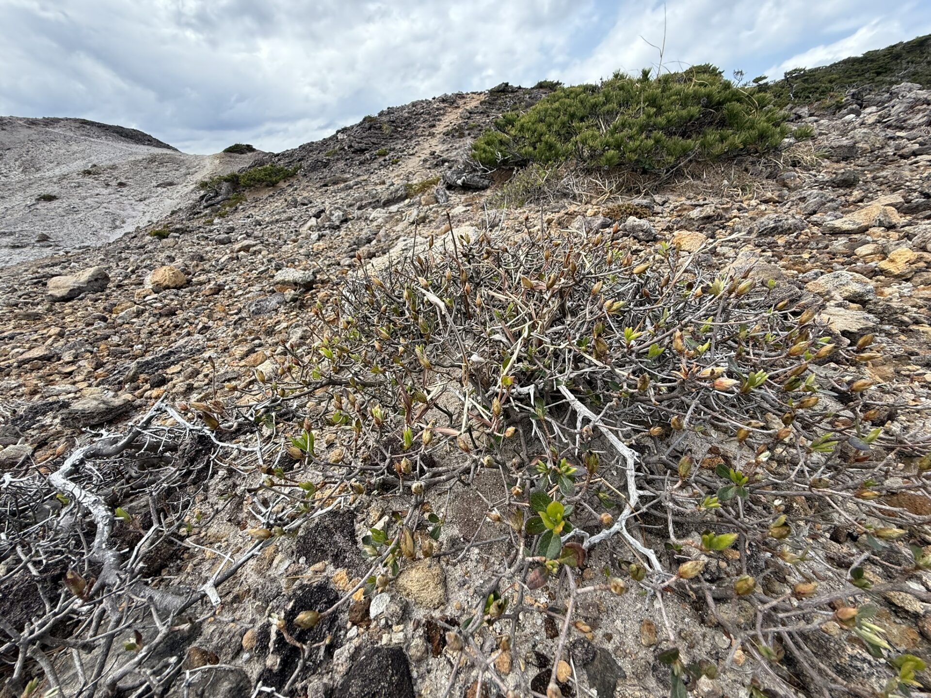 オオシマツツジの冬の様子
