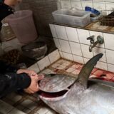 マグロ36kg！