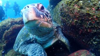 式根島の海中温泉CO2シープが見せる未来の海／ダイビング