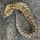 ウツボ