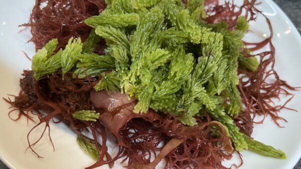 式根島の海ゴーヤ（海藻：フサイワヅタ／フサイワズタ）