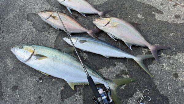 【釣り人必見】式根島の桟橋釣りのお役立ち情報と基本マナー