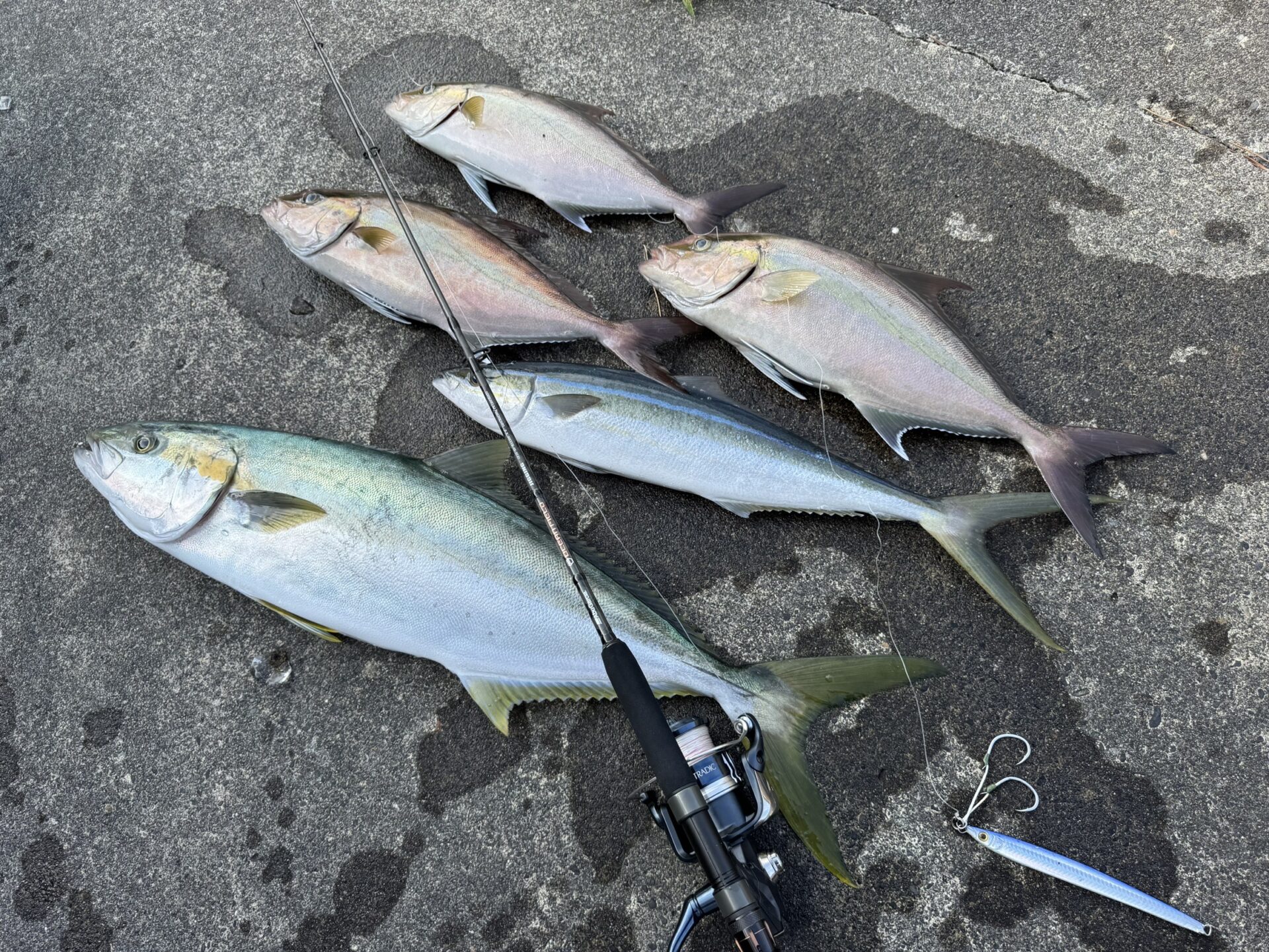 実際に釣った魚の写真
ヒラマサ、カンパチ、ツムブリ、ヒレナガカンパチ