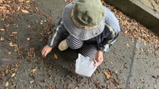 式根島の実りの秋！椎の実（しいのみ）を炒って食べてみよう