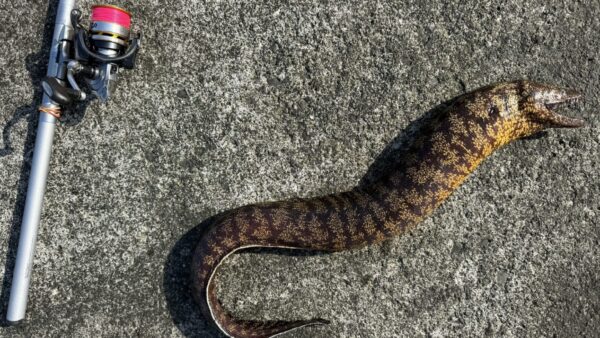 Vol.019｜［前編］ウツボプロと呼ばれて