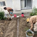 秋の種まきとアメリカ芋や島らっきょう