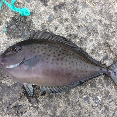 釣れぬ釣り師