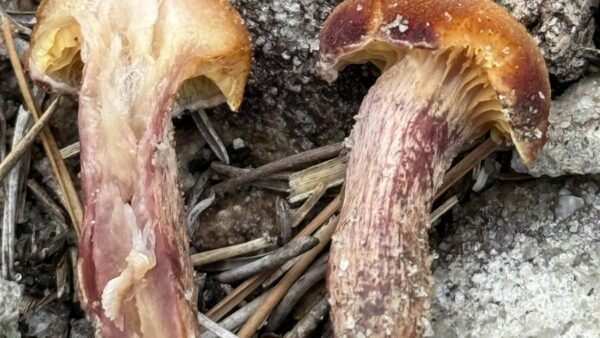 式根島に生えるきのこ