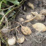 新島・式根島名物アメリカ芋掘り