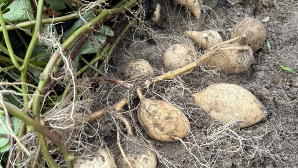 新島・式根島名物アメリカ芋掘り