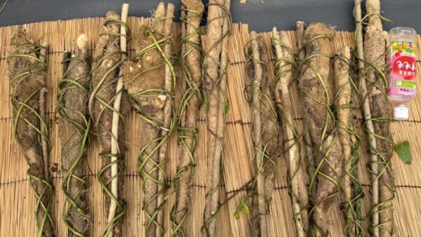 式根島の秋のご馳走！自然薯掘り