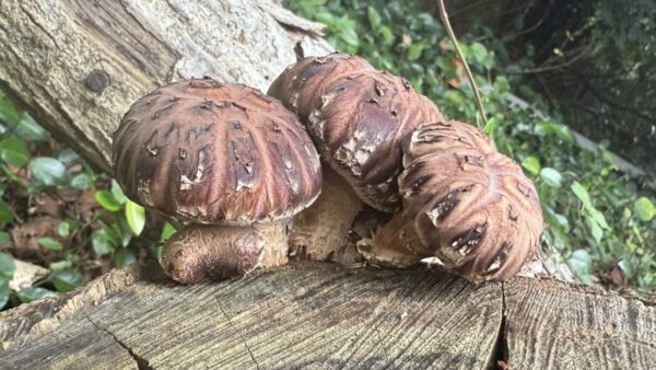 式根島のシイノキ(スダジイ)で育つ椎茸