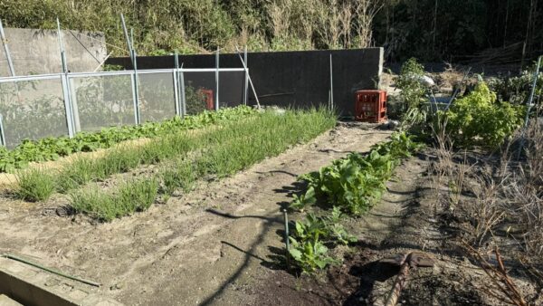 冬野菜がすくすく育つ晩秋11月終盤の畑