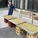 【式根島の郷土料理】島内最長老のバァが昔ながらのあめりか芋の芋餅を再現！