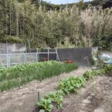 ほうれん草や大根、かぶ、えんどうが順調な12月初旬の畑