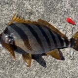 Vol.020｜［GW後編］式根懐石