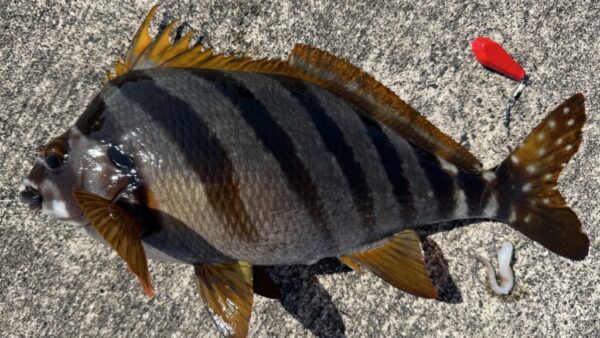 Vol.020｜［GW後編］式根懐石