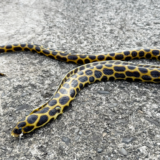 Vol.021｜長物はご無用