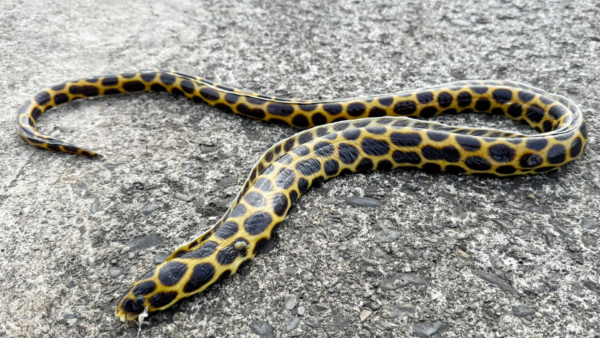 Vol.021｜長物はご無用