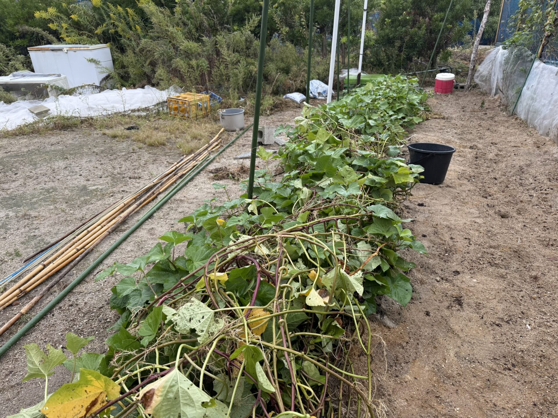 あめりか芋の高畝