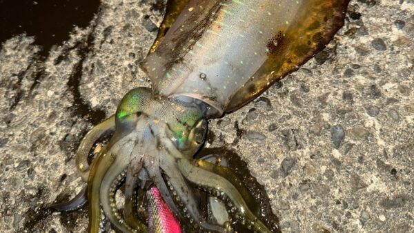 食べ頃のアオリイカがよく釣れる冬の式根島